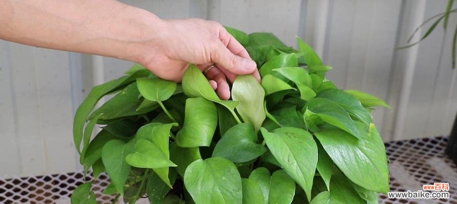 绿萝花语和喻意的由来