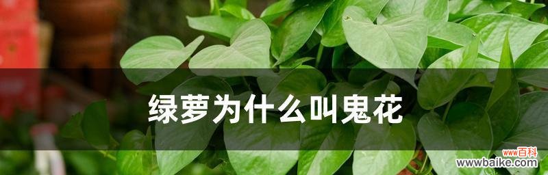 揭示绿萝开花的奥秘 绿萝开花的寓意与意义