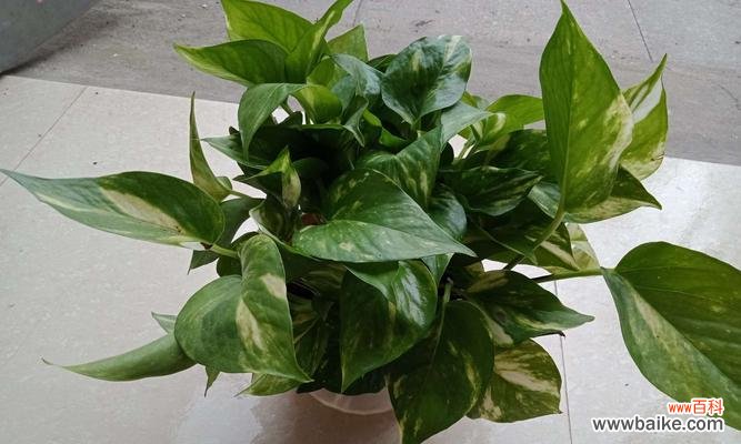 揭示绿萝开花的奥秘 绿萝开花的寓意与意义