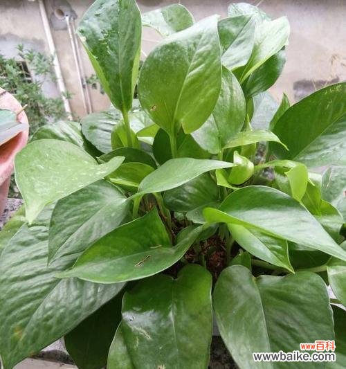 探究“绿萝”在网络世界中的象征及其使用场景 解读网络语“绿萝”的意义