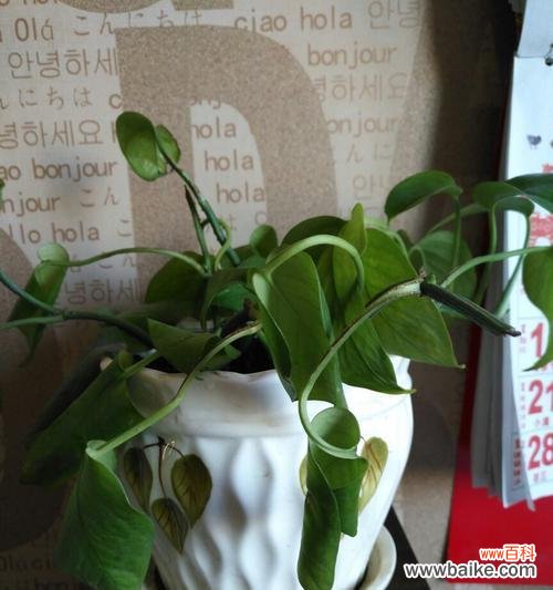 探究“绿萝”在网络世界中的象征及其使用场景 解读网络语“绿萝”的意义