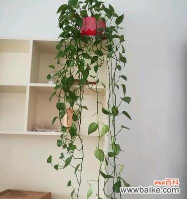 探究“绿萝”在网络世界中的象征及其使用场景 解读网络语“绿萝”的意义