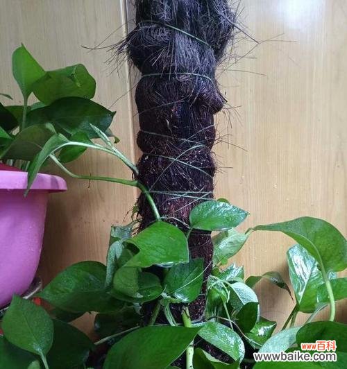 向阳而生的生命之柱 绿萝柱——生命的坚韧与希望