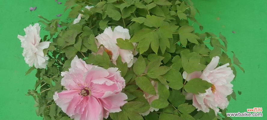 探寻绿牡丹花语的神秘之旅 绿牡丹花语