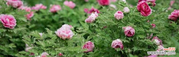 探寻绿牡丹花语的神秘之旅 绿牡丹花语