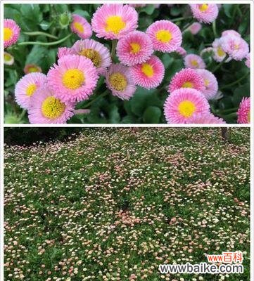 揭示生命之美 绿色雏菊的花语与美丽