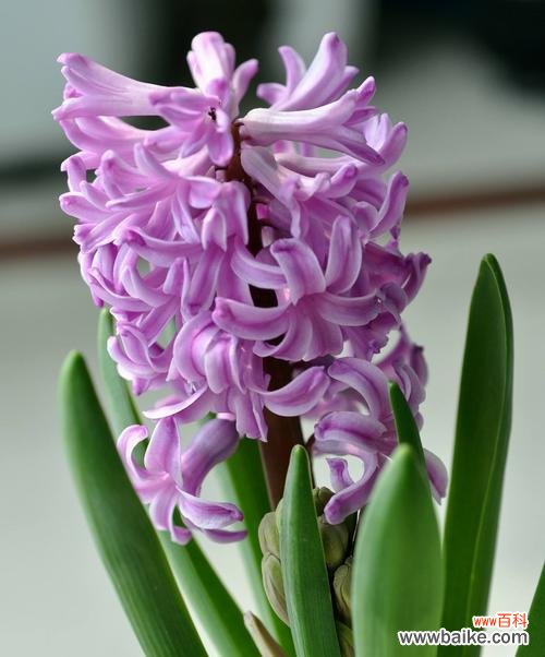 用花语解读绿色风信子 绿色风信子花语