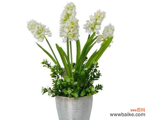 用花语解读绿色风信子 绿色风信子花语