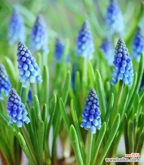 用花语解读绿色风信子 绿色风信子花语