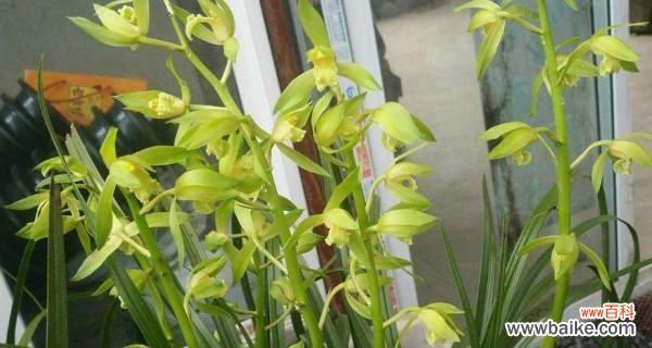 以绿色为基调 绿色惠兰花语