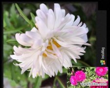 传承千年的美丽传说与花语 雁来红