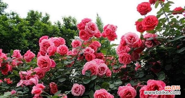 岩蔷薇花语及代表意义 岩蔷薇