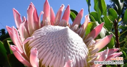 岩蔷薇花语及代表意义 岩蔷薇