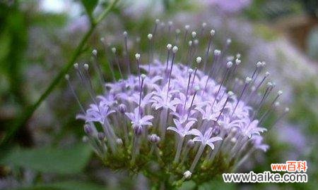 岩蔷薇花语及代表意义 岩蔷薇