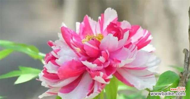 传说中的芬芳与坚韧 以岩牡丹