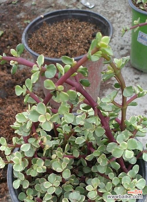 探索雅乐之舞中花语的意义和传承方式 以雅乐之舞传递花语的奥秘