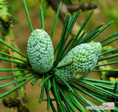 探索雪松的花语及其在文化中的重要地位 雪松的花语和文化地位