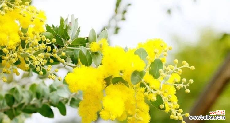 雪绒花的柔弱与坚韧 雪绒花的花语与传说