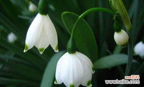 揭示雪莲花的美丽寓意与生命哲学 雪莲花