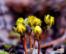 传承千年的神秘之花——雪莲花及其花语与传说 雪莲花的花语与传说