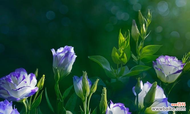 探索洋桔梗花的寓意和用途 洋桔梗花语与象征意义