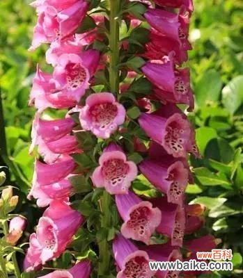 探寻洋地黄花的美丽寓意和神秘故事 洋地黄花的花语及其传说