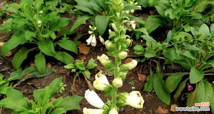 探寻洋地黄花的美丽寓意和神秘故事 洋地黄花的花语及其传说