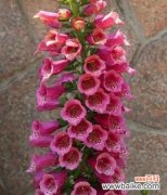 探寻洋地黄花的美丽寓意和神秘故事 洋地黄花的花语及其传说