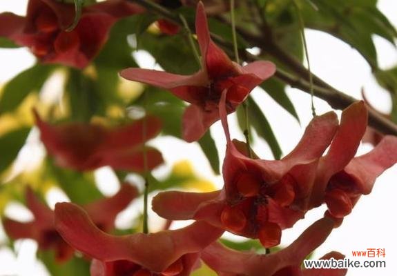 财富与机遇的盛开 摇钱树开花之寓意