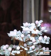 揭秘摇钱树的意义与传承 摇钱树