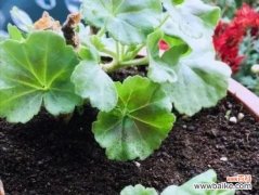 以养花积水 养花积水，生机满满