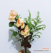 解读花朵的秘密语言 玛丽亚玫瑰花语