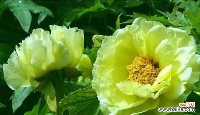 揭示绿色牡丹花独特的美与意义 绿色牡丹花