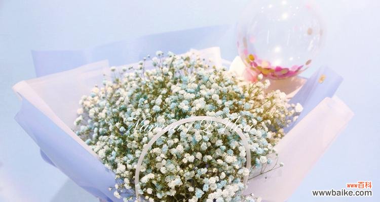 探索满天星的象征意义与文化内涵 满天星象征着什么意思