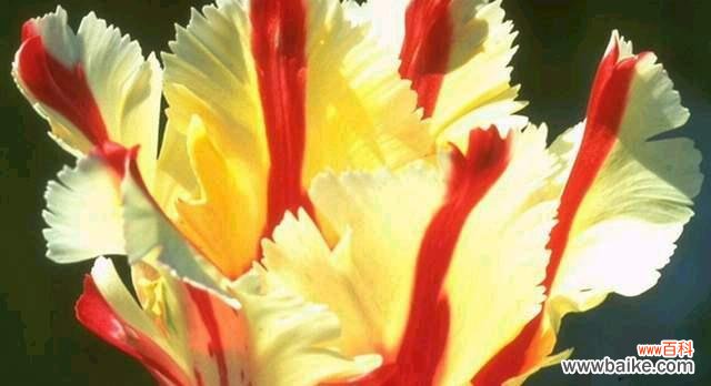 自由与坚韧 毛蟹爪兰——花语的诗意