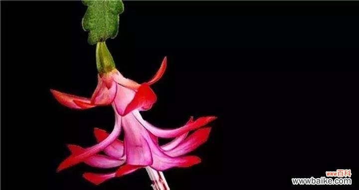 自由与坚韧 毛蟹爪兰——花语的诗意