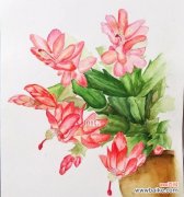 自由与坚韧 毛蟹爪兰——花语的诗意