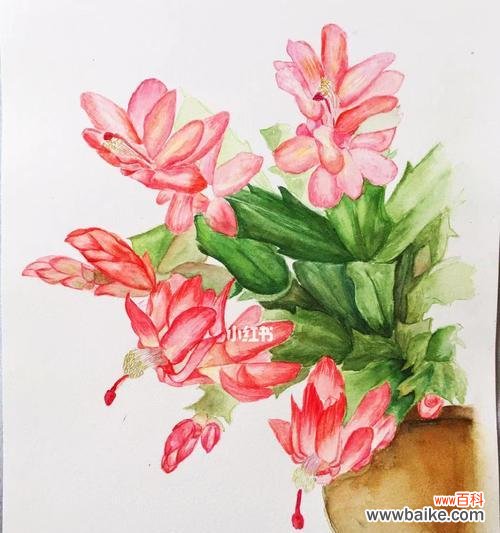 自由与坚韧 毛蟹爪兰——花语的诗意