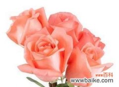 揭示玫瑰之意 探索玫瑰的含义与神秘