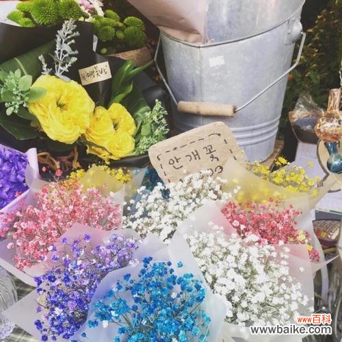 美丽满天星的秘密与寓意 满天星的花语与传说