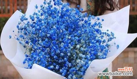 神秘的满天星花 满天星的象征意义与寓意