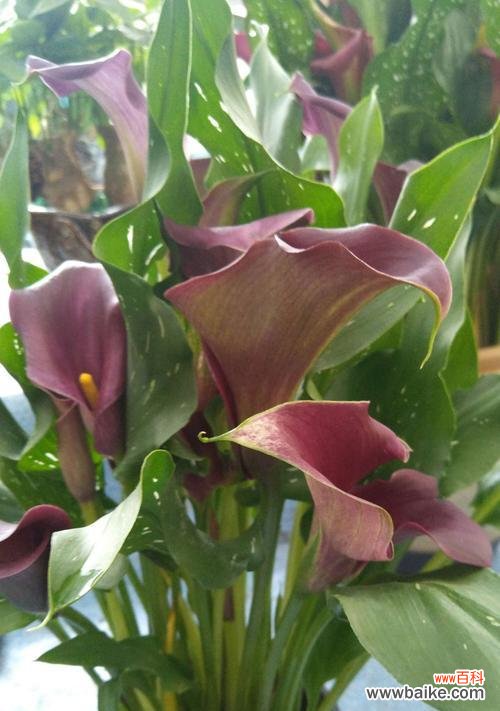 一朵蓝色的神奇之花 马蹄莲的意义与价值