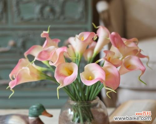 一朵蓝色的神奇之花 马蹄莲的意义与价值