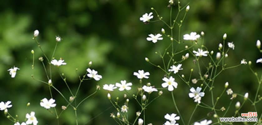 用满天星的红色演绎浪漫与激情 满天星的红颜色花语