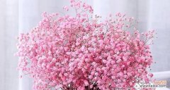 盛开在夜空中的美丽花朵 满天星的象征意义——浪漫、希望与祝福