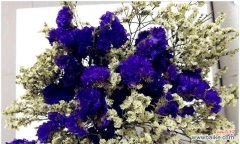 花开花落间 满天星勿忘我花语与美好祝福