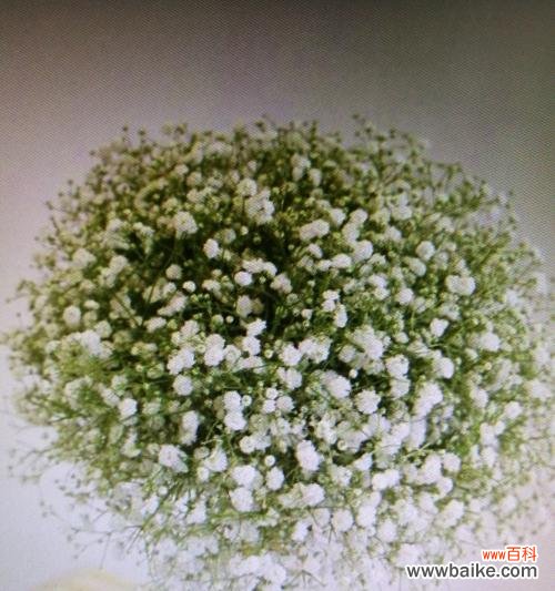 探索满天星花的神秘与魅力 满天星花的象征意义及美丽传承