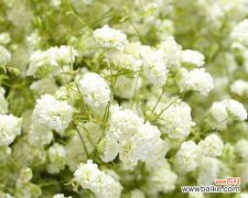 追寻幸福与美好的奇幻花朵 满天星花的意义与传说