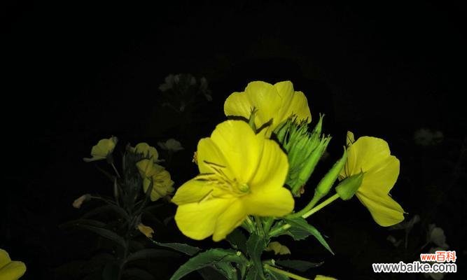 探寻夜来香的神秘花语 夜来香的花语与传说