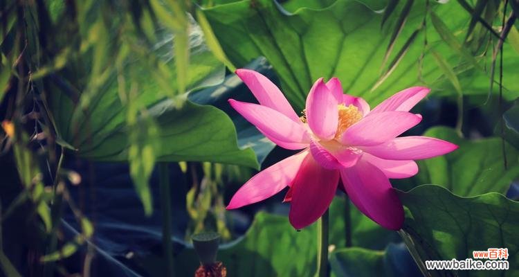 重生与希望的呼唤 叶底花